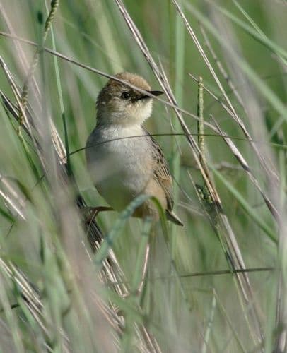 Pale-crowned Cisticola