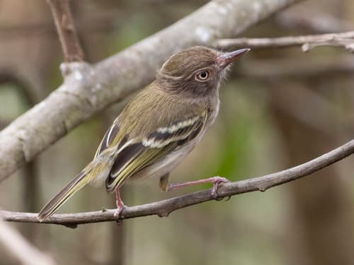 Pale-eyed Pygmy-Tyrant