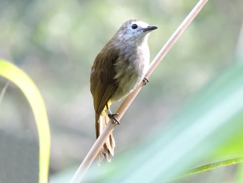 Pale-faced Bulbul