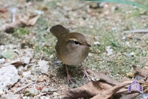 Pale-footed Bush-Warbler