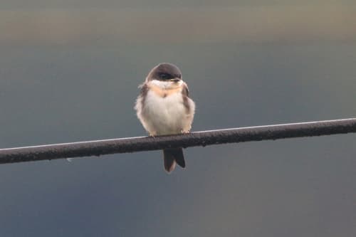 Pale-footed Swallow