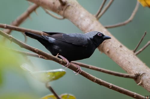 Pale-fronted Nigrita