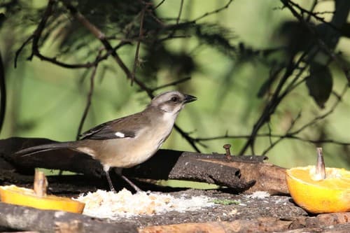 Pale-headed Brushfinch