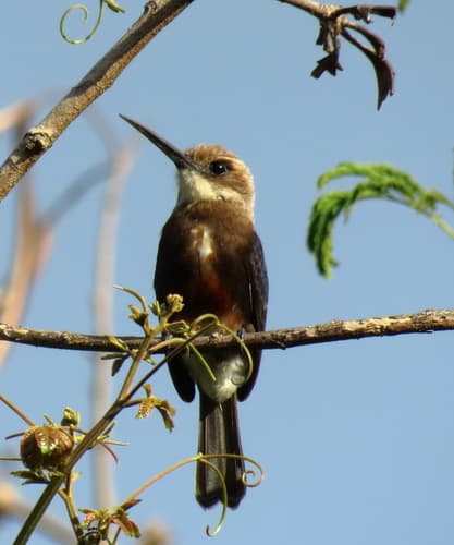 Pale-headed Jacamar
