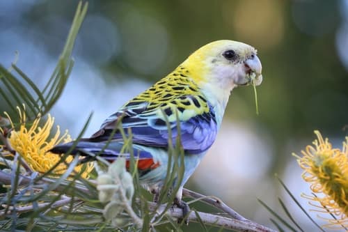 Pale-headed Rosella
