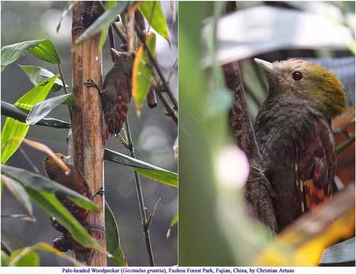 Pale-headed Woodpecker