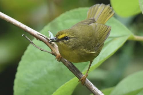 Pale-legged Warbler