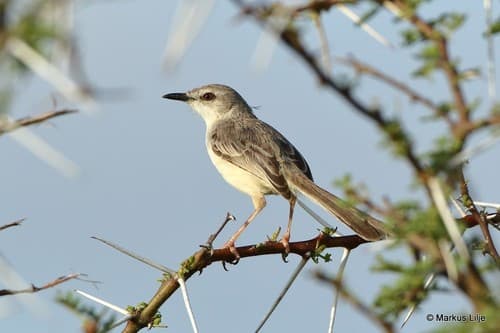 Pale Prinia