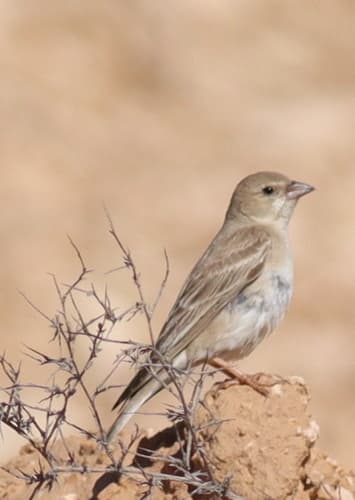 Pale Rockfinch