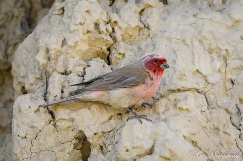 Pale Rosefinch