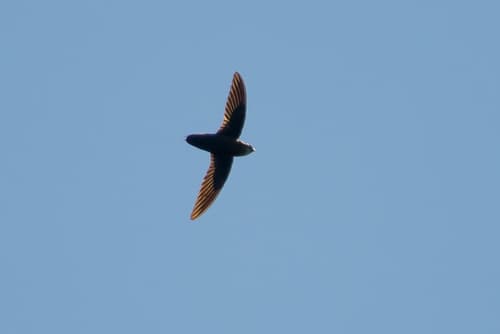 Pale-rumped Swift