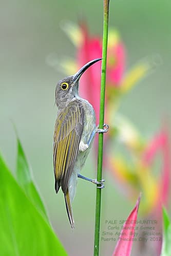 Pale Spiderhunter