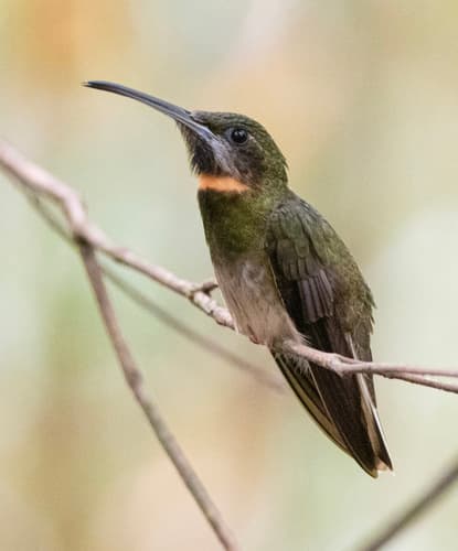 Pale-tailed Barbthroat
