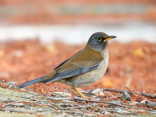 Pale Thrush