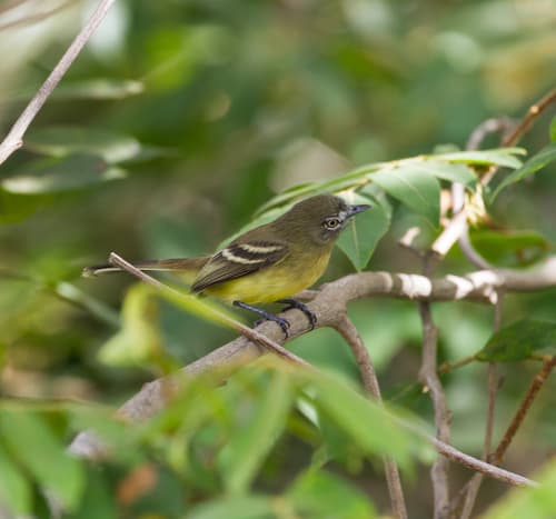 Pale-tipped Tyrannulet