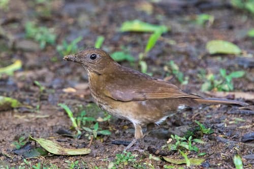 Pale-vented Thrush