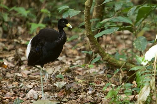 Pale-winged Trumpeter