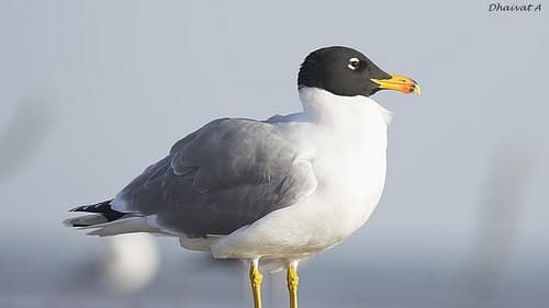 Pallas's Gull
