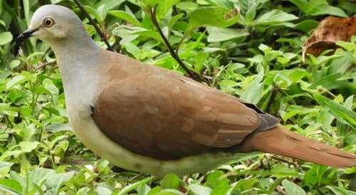 Pallid Dove