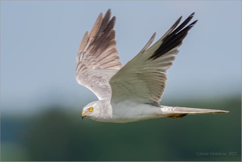 Pallid Harrier