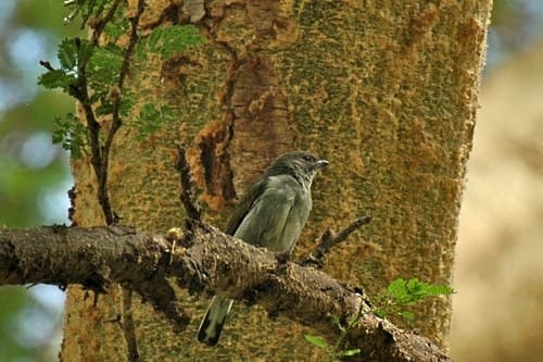 Pallid Honeyguide