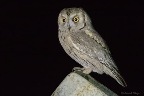 Pallid Scops-Owl