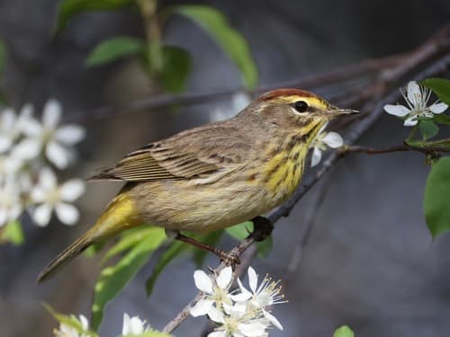 Palm Warbler