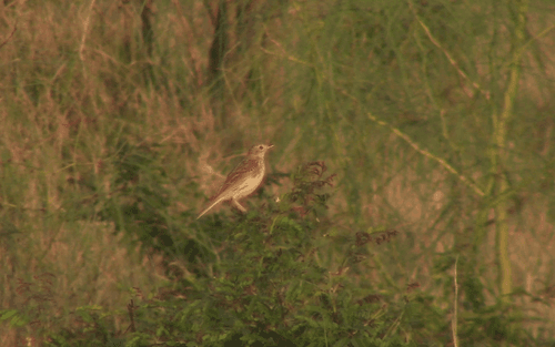 Pampas Pipit