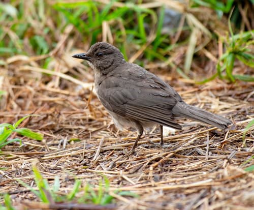 Pantepui Thrush