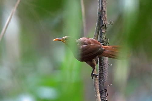 Papuan Babbler
