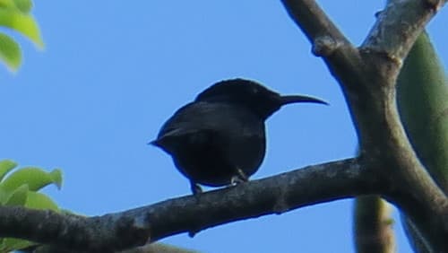 Papuan Black Myzomela