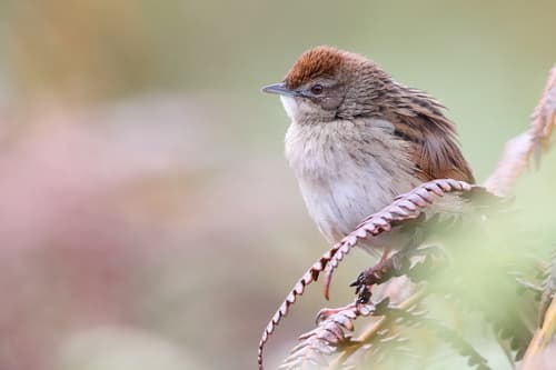 Papuan Grassbird