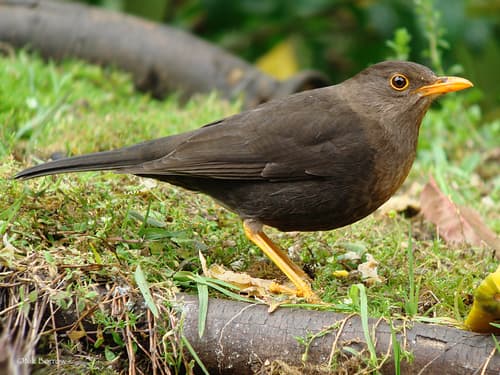 Papuan Island-Thrush