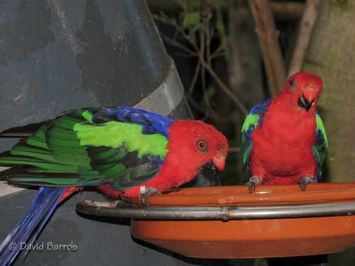 Papuan King Parrot