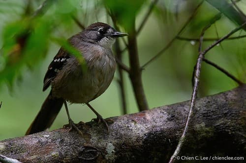 Papuan Scrub Robin