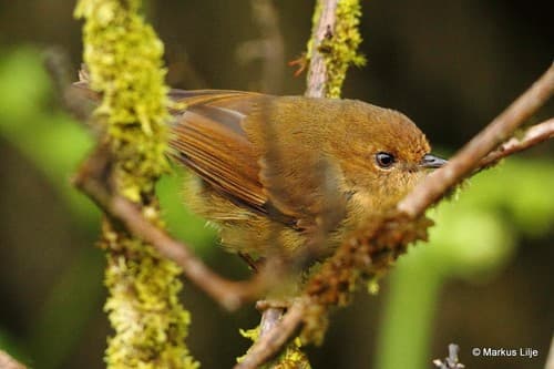 Papuan Scrubwren