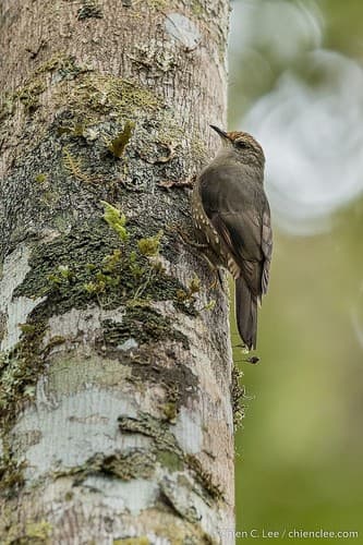 Papuan Treecreeper