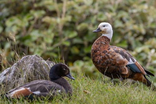 Paradise Shelduck