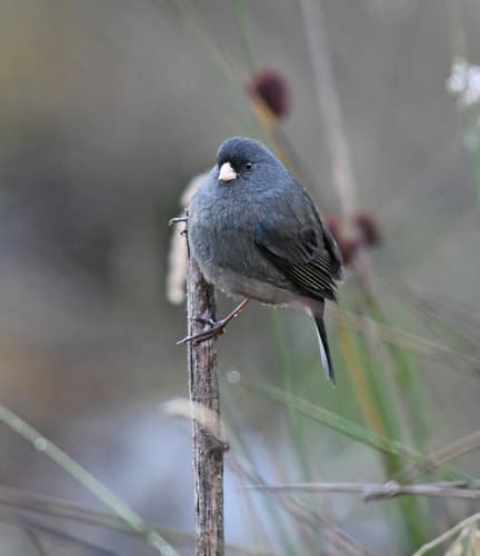 Paramo Seedeater