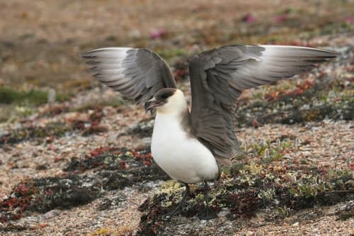 Parasitic Jaeger