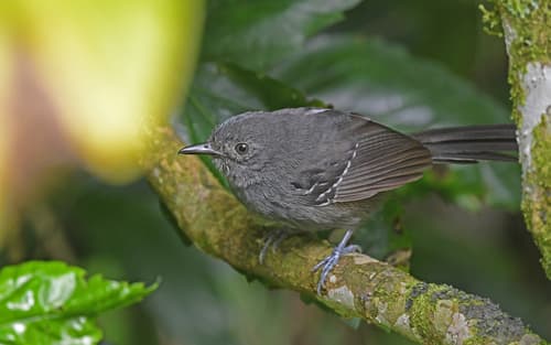 Parker's Antbird