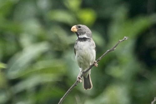 Parrot-billed Seedeater