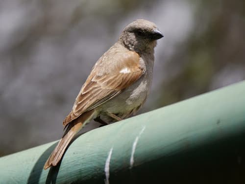 Parrot-billed Sparrow