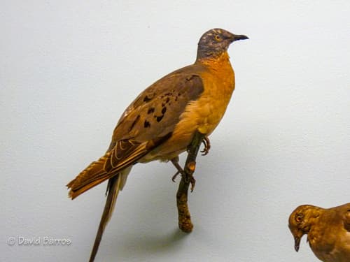 Passenger Pigeon