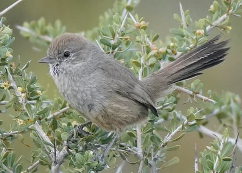 Patagonian Canastero