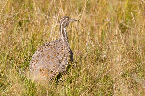 Patagonian Tinamou
