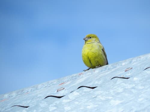 Patagonian Yellow-Finch
