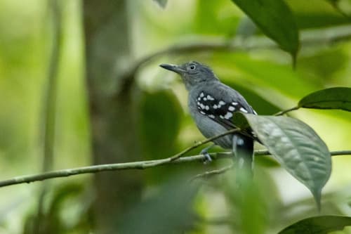 Pearly Antshrike