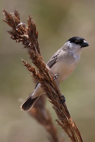 Pearly-bellied Seedeater