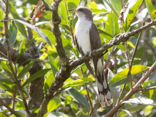 Pearly-breasted Cuckoo